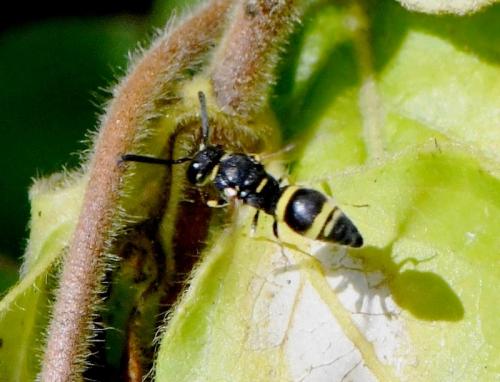Réf. 241 329 : Stenodynerus sp.